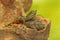 Two Asiatic softshell turtles that have just hatched from an egg.