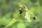 Two Aspen Leaf Beetles mating with leaves in the background