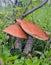 Two aspen mushrooms