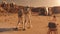 Two astronauts walk toward scientific base on Mars