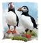 Two Atlantic Puffins on a rock