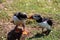 Two Atlantic Puffins on Skomer Island During Mating Season