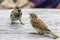 Two attractive sparrows on a table, regular inhabitants of the city