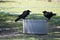 Two Austalian ravens are on a watering container