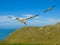 Two Australasian Gannets Flying