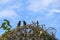 Two Australian Common Mynas (Acridotheres tristis)