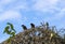 Two Australian Common Mynas (Acridotheres tristis)