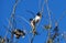 Two Australian Common Mynas (Acridotheres tristis) perched on a tree