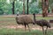 Two australian emus in wild