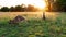 Two Australian Kangaroos In A Field At Sunset