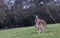 Two Australian kangaroos in grass field