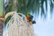 Two Australian Lorikeets Sitting on Palm Tree. Animal Concept