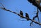 Two Australian Magpies (Gymnorhina tibicen) perching on a tree