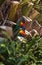 Two Australian native rainbow lorikeet parrot birds sitting in tree