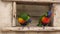 Two Australian parrots rainbow parakeets