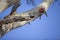 Two Australian Rosella Parrot Birds in Tree