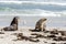 Two Australian Sea Lions with seagull on the Kangaroo Island beach, Seal bay, South Australia