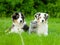 Two Australian shepherd puppies and scottish cat lying on green grass