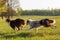 Two Australian Shepherd running on the meadow