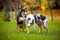 Two Australian Shepherds play together