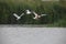 Two avocet and a shelduck flying away