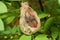 Two babies Rufous-tailed hummingbird in nest