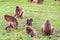 Two babies in a troop of Gelada baboons