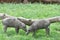 Two babirusa piglets 2