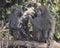 Two baboons sitting on a log facing each other in the Ngorongoro Crater