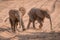 Two baby African elephants cross sandy track