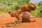 Two Baby African Elephants Dust Bathing