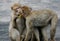 Two baby baboon kissing