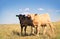 Two Baby Beef Calves Standing Together in a Summer Pasture