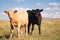 Two Baby Beef Calves Together in a Pasture