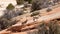 Two baby big horned sheep make their way up a slope of red slickrock in Zion national park Utah