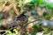 Two baby birds Oriental magpie robin in nest on a tree branch