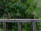 Two baby birds staring at me while sitting on the railing to a deck