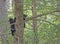 Two baby Black Bears have climbed up a tree.