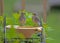 Two baby Bluebirds try to figure out the water dish.