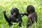 Two baby Bonobo sitting on the grass. Democratic Republic of Congo. Lola Ya BONOBO National Park.