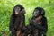 Two baby Bonobo sitting on the grass. Democratic Republic of Congo. Lola Ya BONOBO National Park.