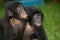 Two baby Bonobo sitting on the grass. Democratic Republic of Congo. Lola Ya BONOBO National Park.