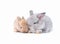 Two baby brown and chinchilla rabbits on white background.