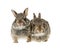 Two baby bunny rabbits