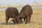 Two baby Cape buffalo
