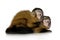 Two Baby Capuchins - sapajou a