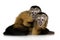 Two Baby Capuchins - sapajou a