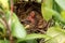 Two baby cardinals with mouths open in the nest