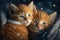 Two baby cats cubs cuddle together in winter time. Generative AI