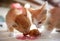 Two baby cats eating a chicken leg